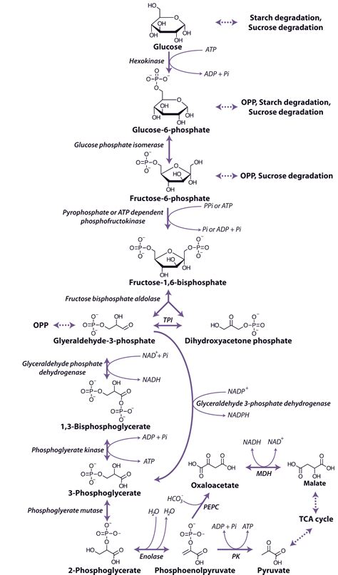 2.4.2 - The glycolytic pathway | Plants in Action