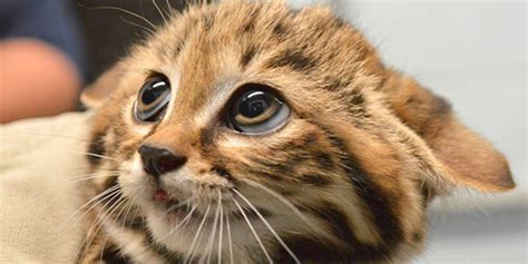 Philadelphia Zoo Welcomes Black-Footed Cat Kittens And We Are Freaking ...