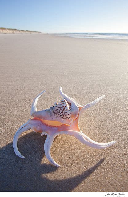 17 Best images about seashells on Pinterest | Conch shells, Starfish and Sea shells