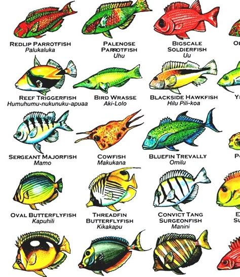 List Of Fish Of Hawaii - Fish In Hawaii