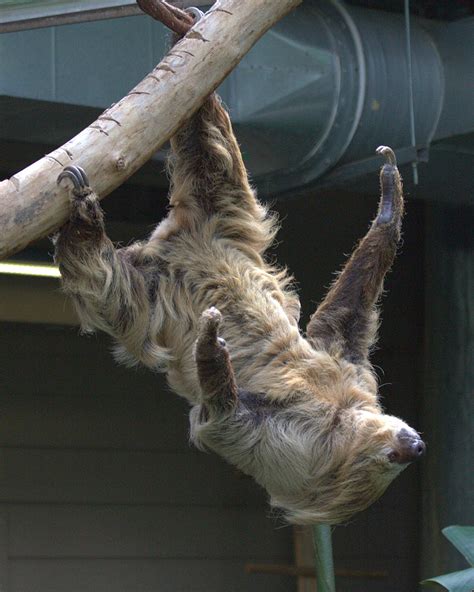 TwoToedSlothDetail - Two-toed sloth - Wikipedia | Two toed sloth, Sloth, Ground sloth