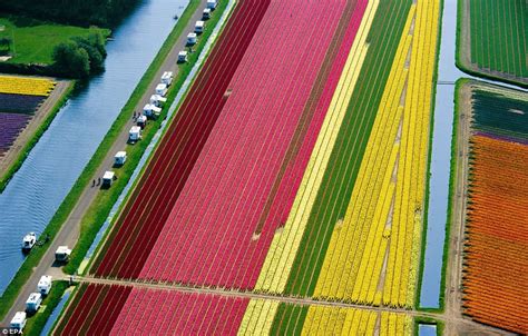 Eat Your Heart Out Crayola! Stunning Dutch Tulip Fields [Gallery ...