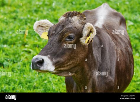 Portrait of Cow Stock Photo - Alamy