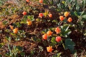 Cloudberry Plants | LoveToKnow