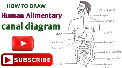 Alimentary Canal Diagram Retail Prices | radio.egerton.ac.ke