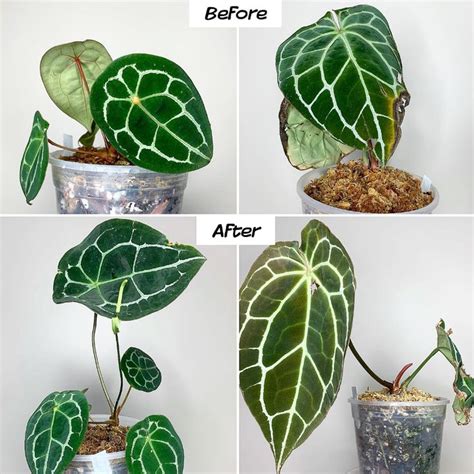 Aroids, Anthuriums & Philodendrons Care & Culture - Tips for Growing Indoors » Here—But Not