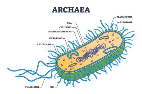 Prokaryotic Cell Structure Mesosome