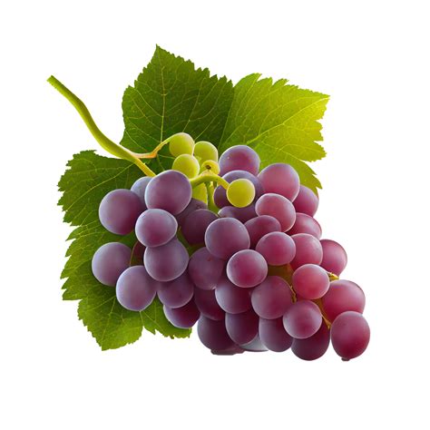 Bunch of grapes on png transparent background 22430921 PNG