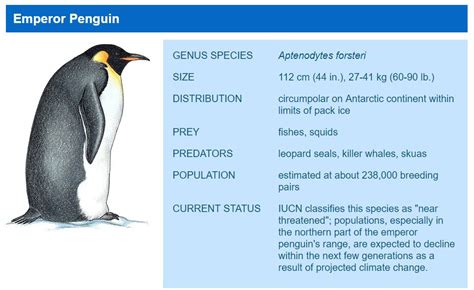 Emperor Penguins Habitat