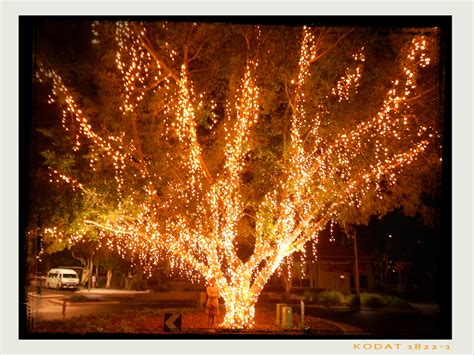 A giant fairy light Tree in Noosa #slashies #Sportsgirl | Fairy lights ...