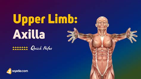 Upper Limb: Axilla - Boundaries and Surfaces