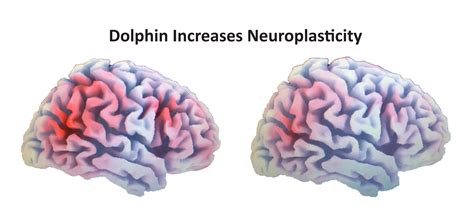 Dolphin Brain Anatomy | PeepsBurgh.Com