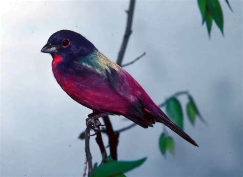 Free picture: painted, bunting, bird, passerina ciris, photoed, perching, branch