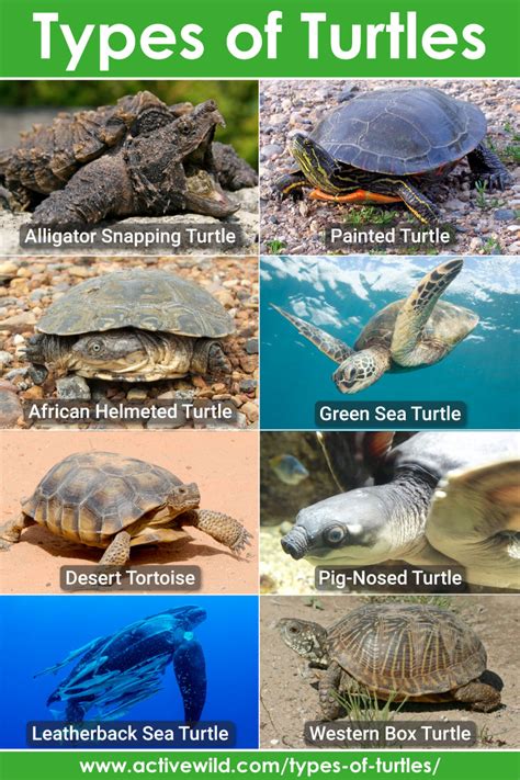 Terrapins And Turtles The Difference