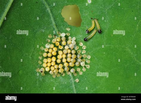 Large White Butterfly (Pieris brassicae) eggs hatching. Surrey, England, August Stock Photo - Alamy