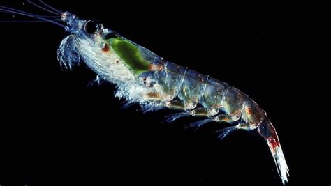 Antarctic Krill Conservation Project - Pew Trusts