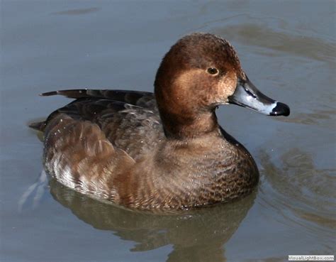 Female Ducks Identification - Wildfowl Photography.