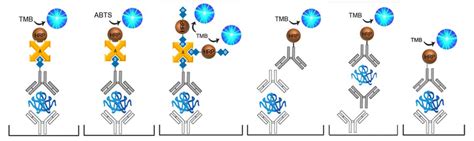 LSBio - Custom ELISA Kits