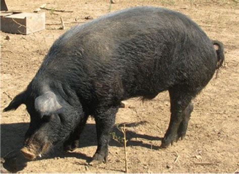 Mulefoot: A Heritage Breed of Pastured Pigs