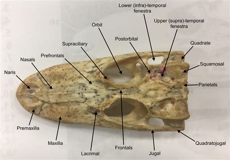 ImageQuiz: Alligator Skull - Ventral View