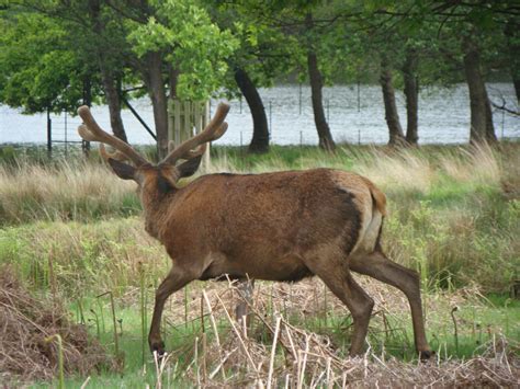 Photographs — Richmond Park — Deer — 20 May 2016 — 18 — wasaweb.net