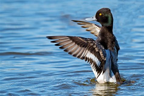 Lesser Scaup | Audubon Field Guide