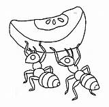 Coloring Pages Of Ant sketch template