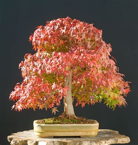 Japanese Maple Bonsai | How to Take Care of a Bonsai Tree