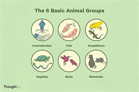 6 Basic Animal Groups