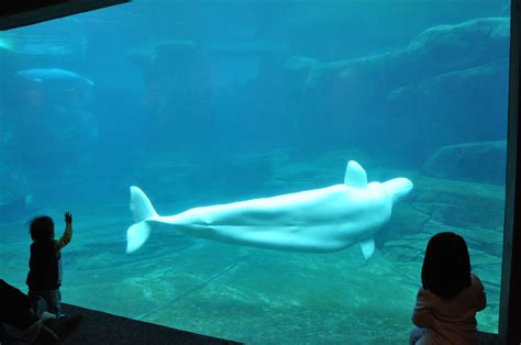 Beluga at Vancouver Aquarium Vancouver Aquarium, Vancouver Bc, Aquarium ...