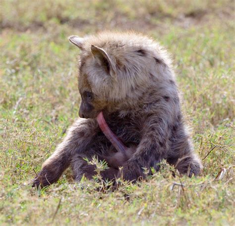 How Do Female Hyenas Give Birth - What is a female spotted hyena called ...