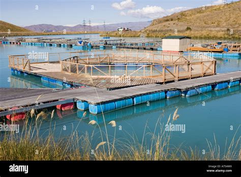 Salmon farming at High Country Salmon near Twizel with roadside shop South Island New Zealand ...