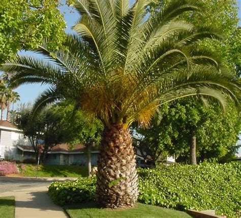 pineapple palm tree on sunset by fourtwenty on DeviantArt