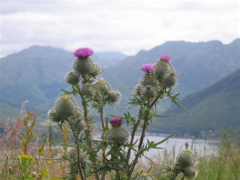 WILD FLOWER Scottish thistle