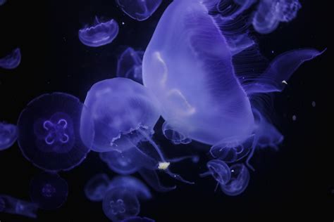 First Jellyfish Genome Reveals Ancient Beginnings of Complex Body Plan