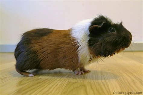 Guinea Pigs Popcorning (Or Jumping A Lot): A Complete Guide