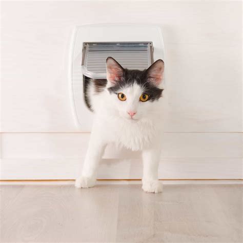 The Best Cat Doors Reviews And Buyer’s Guide (October 2024)