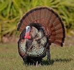 Osceola Wild Turkey | Osceola Turkey Hunts