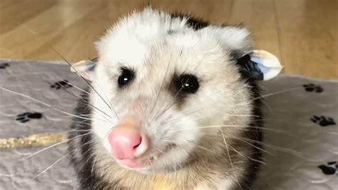 Woman takes in blind opossum who had no one else - YouTube