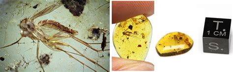 Ancient Resource: Authentic Prehistoric Insects in Fossilized Amber for Sale