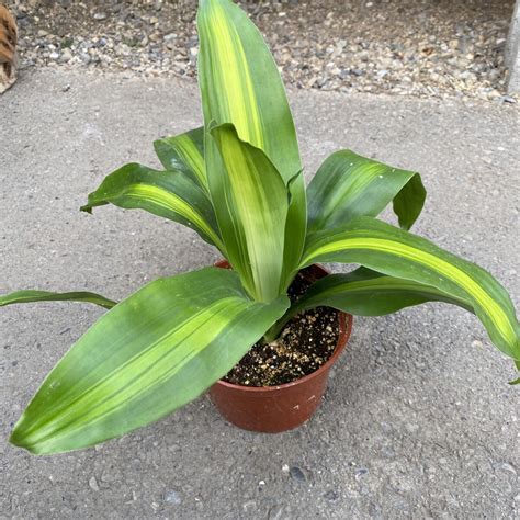 Corn Plant (Dracaena fragrans) – Tropicals & Houseplants › Anything Grows