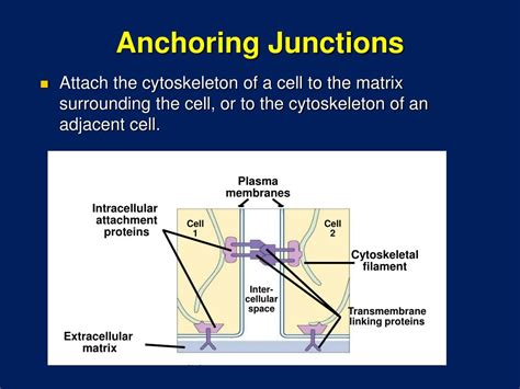 PPT - Cell Membrane Structure and Function PowerPoint Presentation, free download - ID:436575