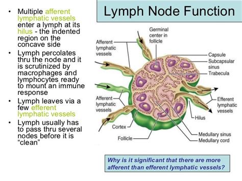 Guide To Composition And Function Of Lymph in Lymphatic system