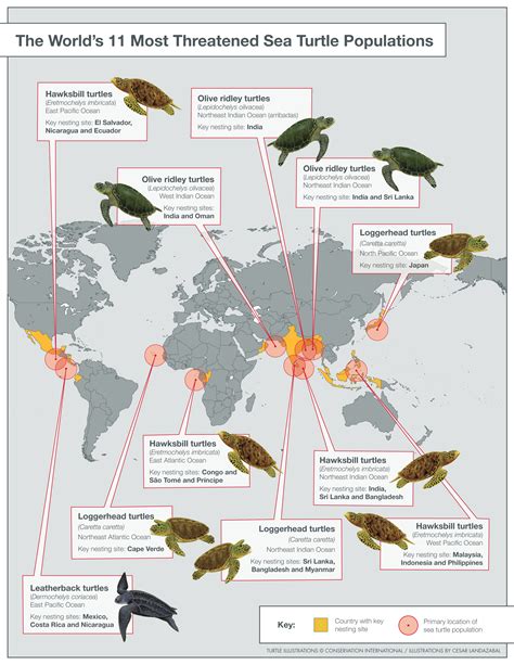 Targeting Turtle Trouble Spots - Sea Turtle Camp