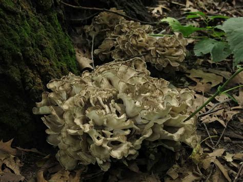 Hunting and cooking hen of the woods mushrooms also known as maitake, or Grifola frondosa