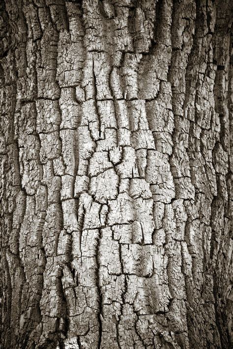 Cottonwood Bark 1 Photograph by Marilyn Hunt