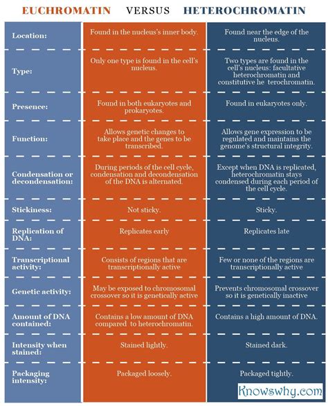 Euchromatin vs Heterochromatin Biology Textbook, Biology Lessons, Biology Notes, Cell Biology ...