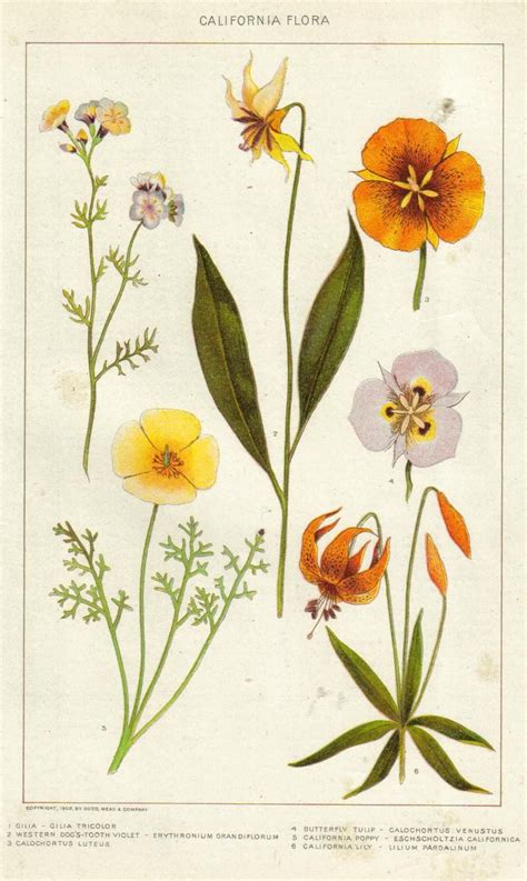 vintage botany illustrations - Google Search | Botanical illustration ...