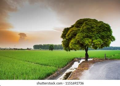 Punjab Village Photos, Images & Pictures | Shutterstock