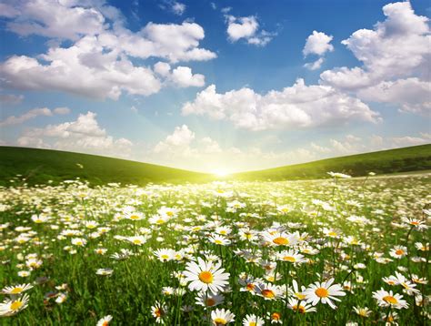 Field Of Daisies Wallpapers - Wallpaper Cave